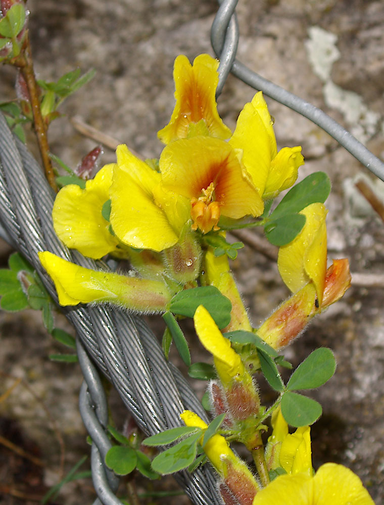 Cytisus hirsutus / Citiso peloso